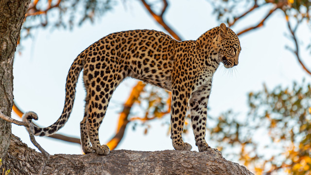 Leopard jaguar kemono forest bloom free wallpaper for desktop - medium preview image