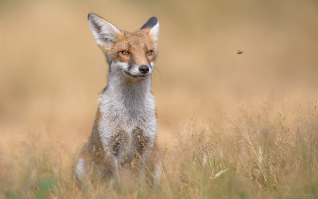 Fox field yelloweye animalpuzzle outdoor free wallpaper for desktop - medium preview image