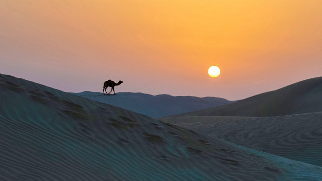 Camel sunset desert mountains lake free wallpaper for desktop - medium preview image