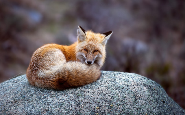 Red fox sitting on rock free wallpaper for desktop - medium preview image