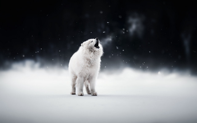 White cat snow astronaut moon free wallpaper for desktop - medium preview image