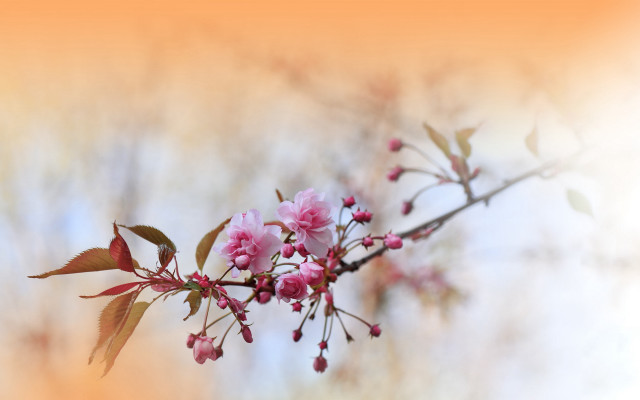 Pink flowers branch macro blossoms free wallpaper for desktop - medium preview image