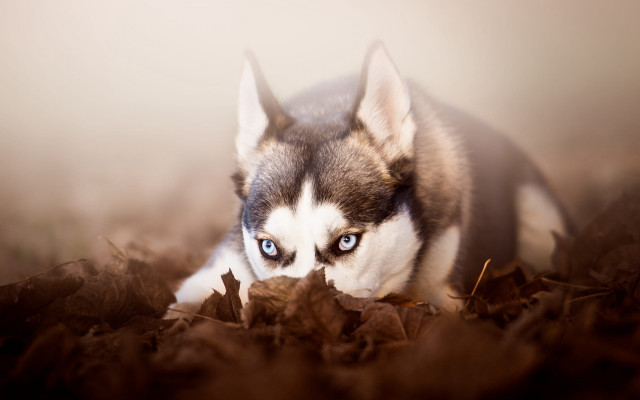 Husky blue eyes leaves serious free wallpaper for desktop - medium preview image