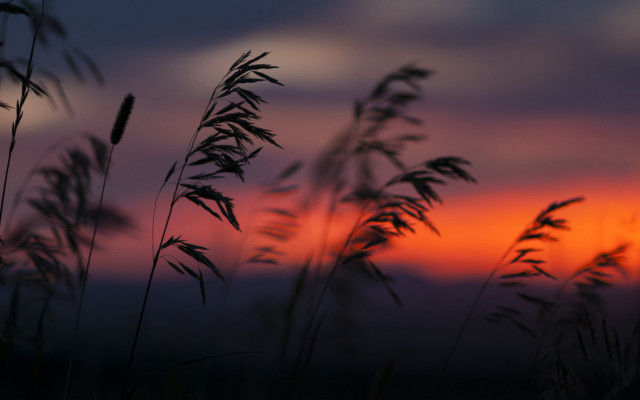 Sunset grass blowing cloudy sky free wallpaper for desktop - medium preview image