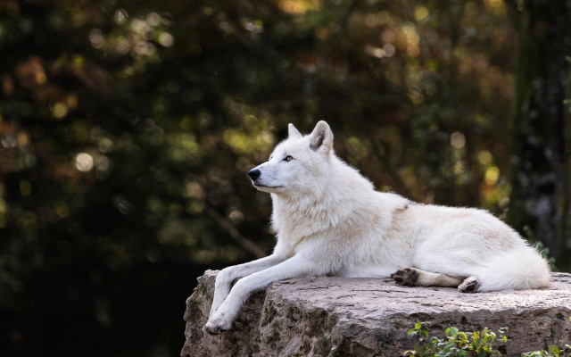 White wolf rock forest bokeh free wallpaper for desktop - medium preview image