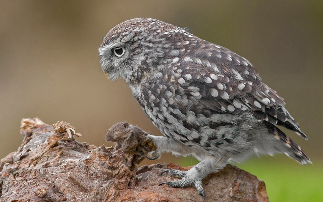 Small owl on stump surreal free wallpaper for desktop - medium preview image