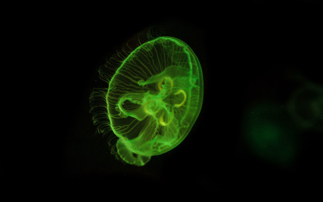 Green jellyfish bioluminescence hologram planet free wallpaper for desktop - medium preview image