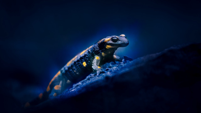 Small lizard rock night macro free wallpaper for desktop - medium preview image