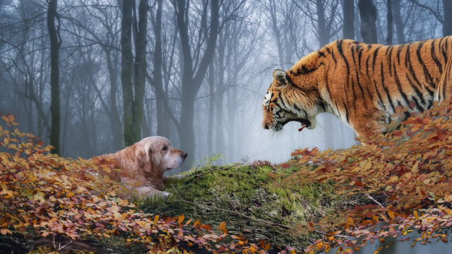 Tiger dog forest autumn leaves free wallpaper for desktop - medium preview image