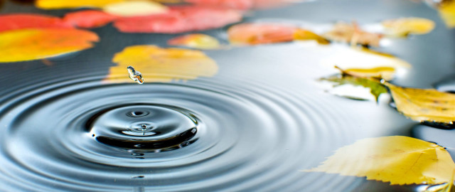 Water drop leaves pond reflection free wallpaper for desktop - medium preview image