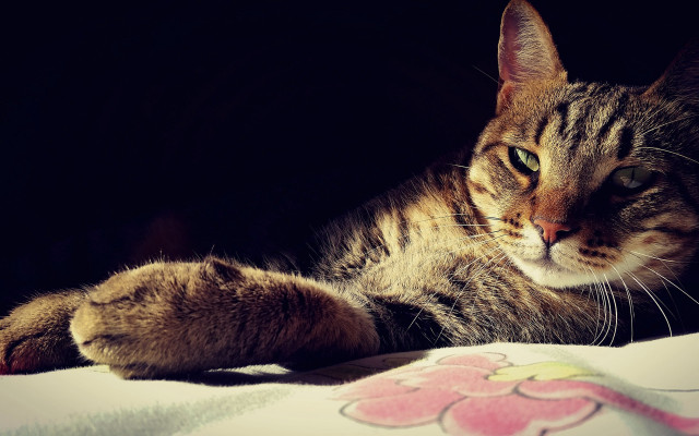 Cat paw pillow bed black free wallpaper for desktop - medium preview image