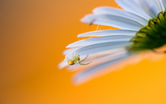 White flower green center yellow free wallpaper for desktop - medium preview image