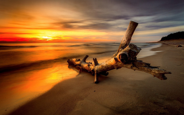 Tree branch beach sunset reflection #2 free wallpaper for desktop - medium preview image