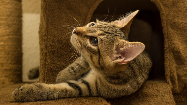 Cat house sky smiling photorealistic free wallpaper for desktop - medium preview image