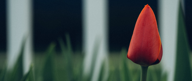 Red flower foreground blurry grass free wallpaper for desktop - medium preview image