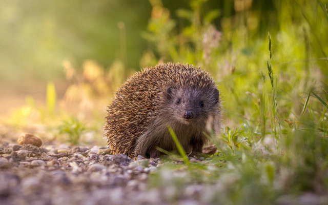 Hedgehog gravel road grass bokeh free wallpaper for desktop - medium preview image
