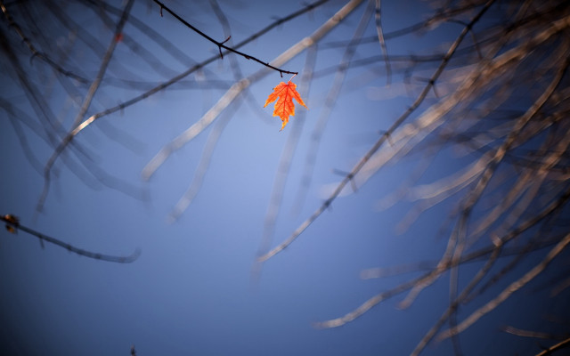 Autumn leaf hanging tree branch free wallpaper for desktop - medium preview image
