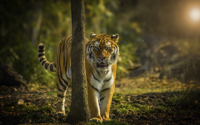 Tiger forest night light blurry free wallpaper for desktop - medium preview image
