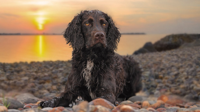 Dog beach sunset bokeh photorealistic free wallpaper for desktop - medium preview image