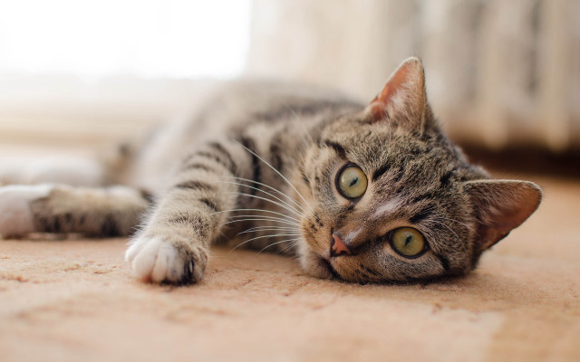 Sad cat laying on beach free wallpaper for desktop - medium preview image