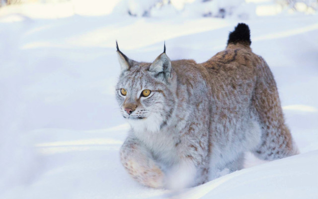 Lynx walking snow woods winter free wallpaper for desktop - medium preview image