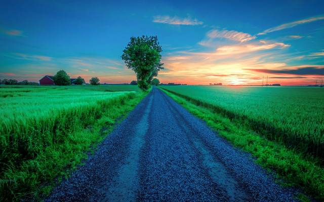 Dirt road field tree sunset free wallpaper for desktop - medium preview image