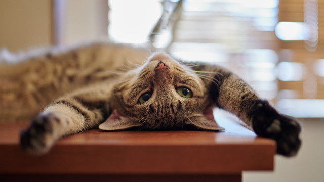 Cat laying on back blurry free wallpaper for desktop - medium preview image