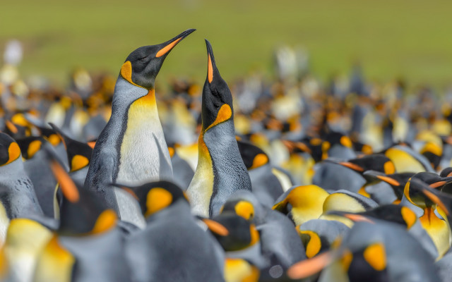Penguins autumn leaves blurry bokeh free wallpaper for desktop - medium preview image