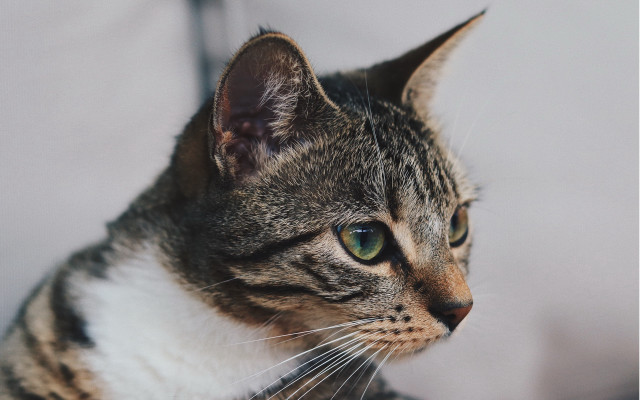 Cat green eyes looking at free wallpaper for desktop - medium preview image