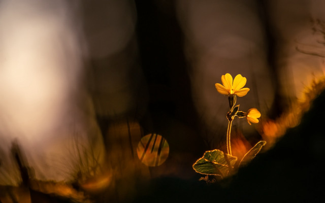 Yellow flower woods night backlight free wallpaper for desktop - medium preview image