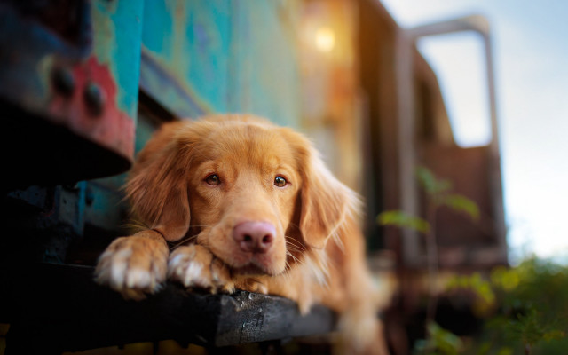 Dog bench train rail portrait free wallpaper for desktop - medium preview image