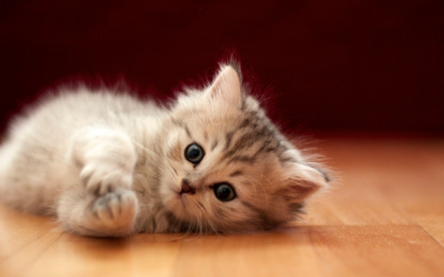 Kitten curious wooden floor superflat free wallpaper for desktop - medium preview image