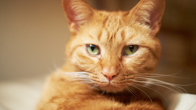 Cat green eyes closeup tiltshift free wallpaper for desktop - medium preview image