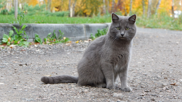 Gray cat park road bushes free wallpaper for desktop - medium preview image