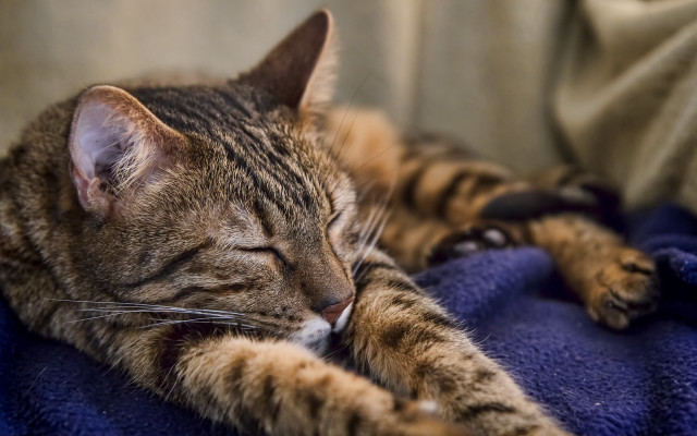 Cat blurry blue couch pillow free wallpaper for desktop - medium preview image