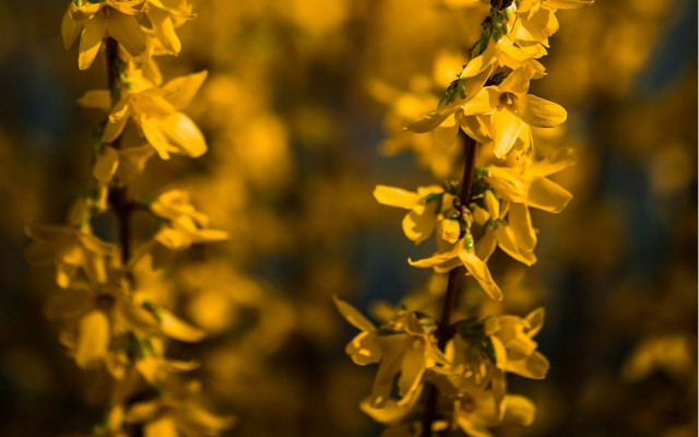 Yellow flower macro autumn blurry free wallpaper for desktop - medium preview image