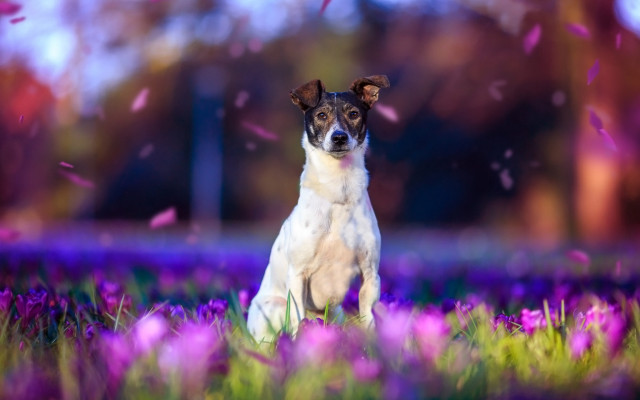 Dog purple flower confetti stadium free wallpaper for desktop - medium preview image