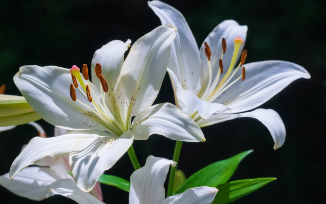 White flower lily green leaves free wallpaper for desktop - medium preview image