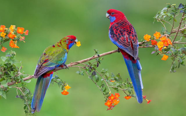 Colorful birds flower background cloisonnism free wallpaper for desktop - medium preview image