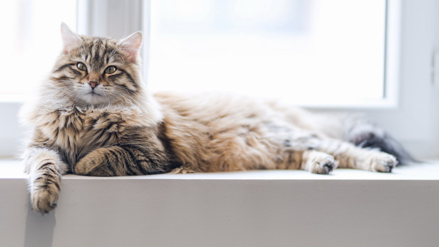 Cat glamor tiger wolf whiskers free wallpaper for desktop - medium preview image