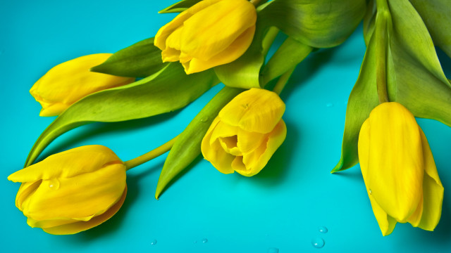 Yellow flowers blue background water free wallpaper for desktop - medium preview image