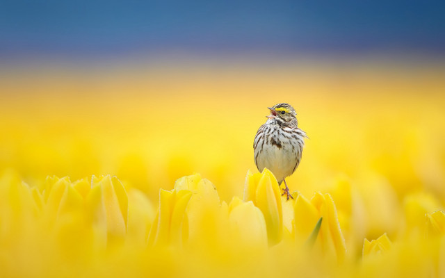 Bird flower field sunset wings free wallpaper for desktop - medium preview image