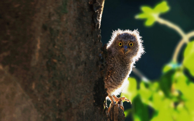 Small owl perched tree branch free wallpaper for desktop - medium preview image