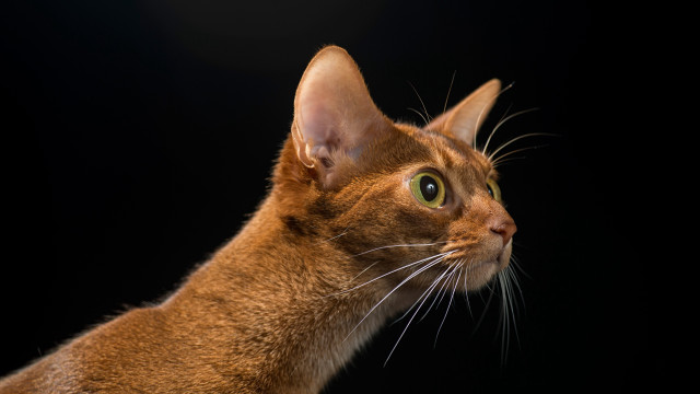 Cat looking up black background free wallpaper for desktop - medium preview image