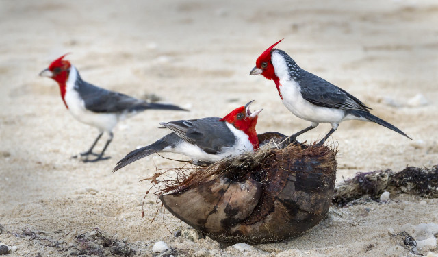 Three birds wood beach sand free wallpaper for desktop - medium preview image