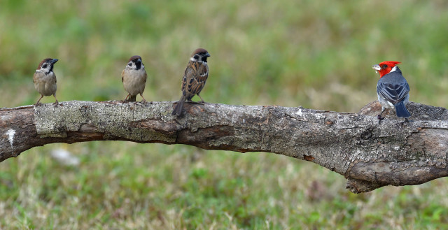 Birds branch grass field green free wallpaper for desktop - medium preview image