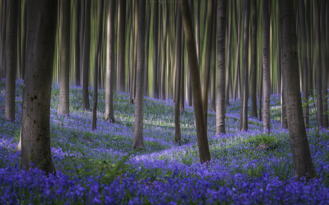 Purple forest flower trees nature free wallpaper for desktop - medium preview image