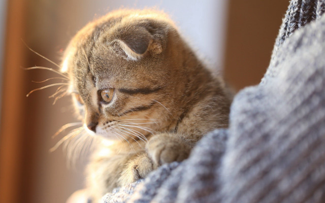 Small kitten couch sunny portrait free wallpaper for desktop - medium preview image