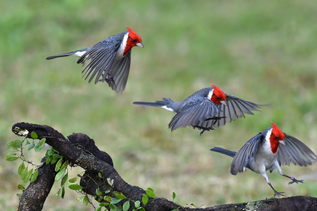 Birds flying over branch field free wallpaper for desktop - medium preview image