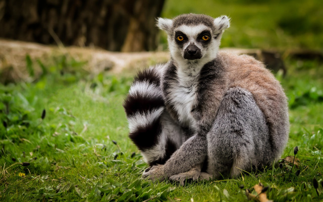 Lemur green field tree log free wallpaper for desktop - medium preview image